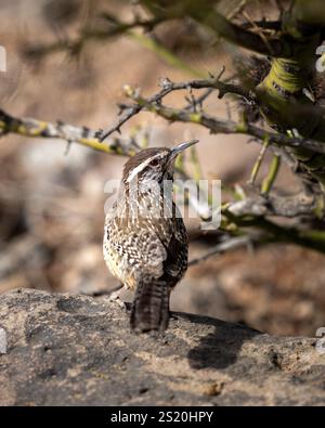 Cactus wren oiseau regardant en arrière tout en étant assis sur un rocher dans le désert Banque D'Images