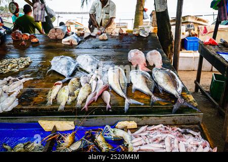 Étal de marché aux poissons de plage de route vendant du poisson fraîchement pêché, du crabe, du homard et d'autres fruits de mer, Galle, Province du Sud, Sri Lanka Banque D'Images