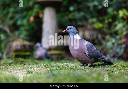 Un pigeon des bois commun, Columba palumbus, oiseau dans un jardin du Surrey, au sud-est de l'Angleterre en hiver Banque D'Images