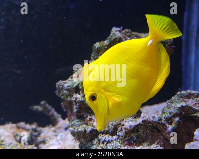 Un Zebrasoma flavescens jaune nage et mange dans le corail de l'Aquarium Banque D'Images