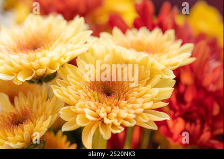 Gros plan de fleurs de chysanthème jaune, Dendranthema grandiflorum, dans un bouquet coloré. Banque D'Images