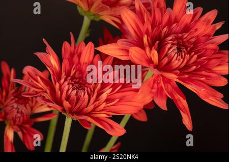 Gros plan de fleurs de chrysanthème rouge, Dendranthema grandiflorum, en bouquet. Banque D'Images