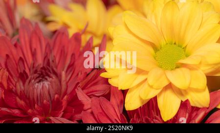 Chrysanthème rouge et jaune vif du fleuriste, Dendranthema grandiflorum, dans un bouquet coloré. Banque D'Images