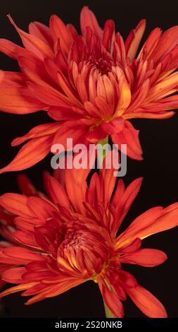 Image verticale de fleurs rouges de chrysanthème, Dendranthema grandiflorum. Banque D'Images