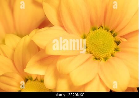 Gros plan des fleurs de chrysanthème jaune, Dendranthema grandiflorum. Banque D'Images