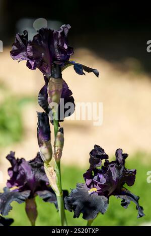 Iris à barbe violet foncé « Señor Jinx » Banque D'Images