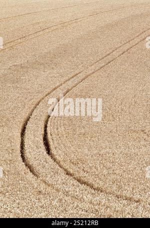 Traces d'un tracteur dans un champ de céréales Autriche Banque D'Images