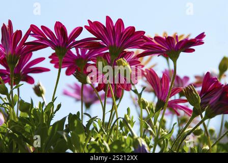 Les fleurs de marguerites roses brillent dans la lumière du soleil sur un ciel bleu clair Banque D'Images