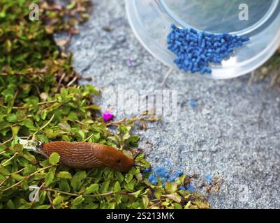 Un escargot dans le jardin avec tueur de vermine. Autriche Banque D'Images