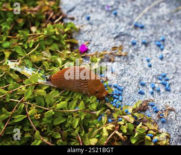 Un escargot dans le jardin avec tueur de vermine. Autriche Banque D'Images