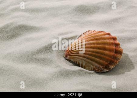 Une coquille se trouve dans le sable sur la plage. Vacances et vacances au bord de la mer. Autriche Banque D'Images