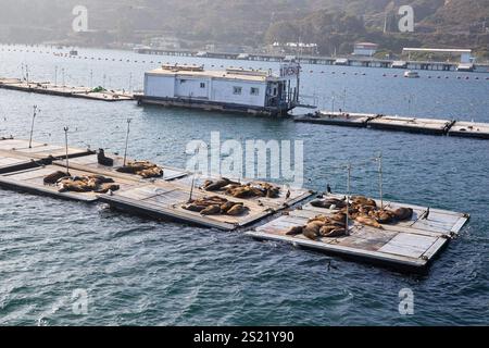 San Diego, Californie, États-Unis. 21 décembre 2024. Un groupe d'otaries de Californie repose sur des quais flottants dans la baie de San Diego près d'un point d'appât vivant. Ces quais fournissent un habitat pratique et sûr pour les lions de mer pour se prélasser au soleil et se rassembler en grand nombre. Autour des quais se trouvent des mouettes et d'autres oiseaux côtiers, ajoutant à la vie marine vibrante de la région. La scène tranquille souligne l'harmonie entre la faune et l'activité maritime animée de la baie. (Crédit image : © Ian L. Sitren/ZUMA Press Wire) USAGE ÉDITORIAL SEULEMENT! Non destiné à UN USAGE commercial ! Banque D'Images