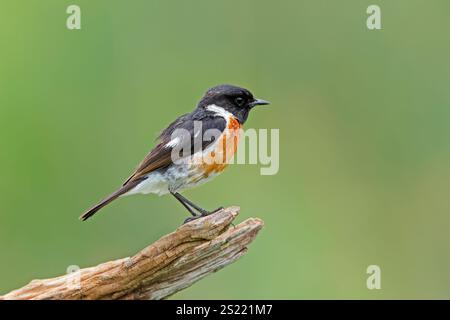 Un stonechat africain mâle (Saxicola torquatus) perché sur une branche, Afrique du Sud Banque D'Images