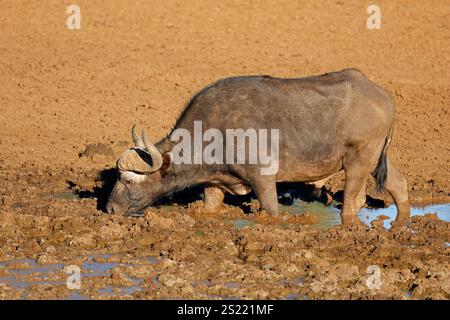 Un buffle africain (Syncerus caffer) dans un trou d'eau boueux, parc national de Mokala, Afrique du Sud Banque D'Images