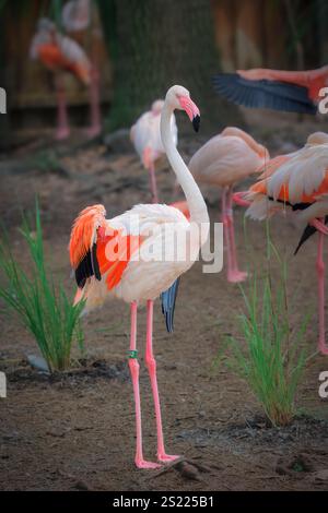 Un flamant rose se tient dans un champ d'herbe avec d'autres flamants roses en arrière-plan. Concept de paix et de tranquillité, comme les flamants roses sont debout i Banque D'Images