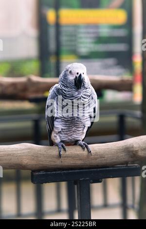 Timneh African Gray Parrot debout sur une main humaine. Banque D'Images