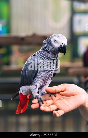 Timneh African Gray Parrot debout sur une main humaine. Banque D'Images