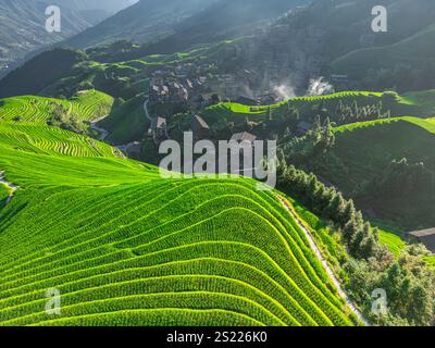 La photo aérienne des pentes des rizières en terrasses Longji dans le comté de Longsheng avec les rizières en terrasses passant du vert au jaune Banque D'Images