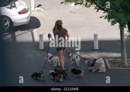 Une femme promène six petits chiens sur des laisses et des harnais dans la rue. promeneur de chien professionnel, photo non mise en scène, animateur. Cape Town Banque D'Images