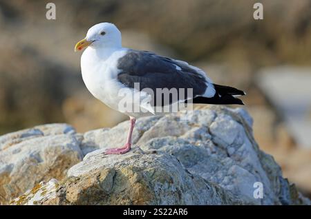 Mouette debout sur une jambe - Californie Banque D'Images