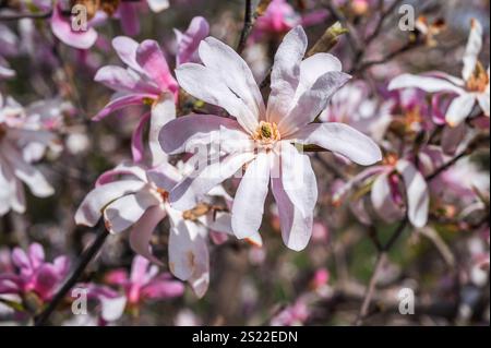 Gros plan de fleurs de magnolia roses et blanches fleurissant dans un parc printanier. Banque D'Images