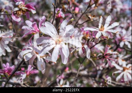 Fleurs de Magnolia rose fleur blanche dans le parc de printemps. Banque D'Images