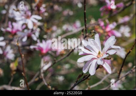 Fleurs de Magnolia avec des pétales roses fleurissant dans le jardin de printemps Banque D'Images