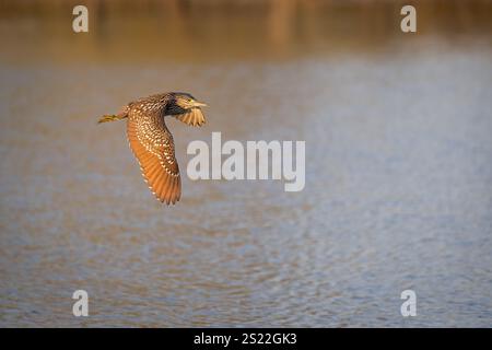 Un héron immature de la nuit de nankeen (Rufous) vole langoureusement vers ses terrains de chasse alors que le soleil se couche lentement sur un trou d'eau dans le nord du Queensland. Banque D'Images