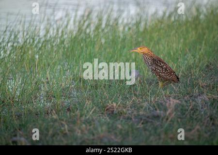 Un héron de nuit juvénile (rufous) perché est perché sur une zone de chasse préférée sur un billabong en fin d'après-midi alors que le soleil se couche. Banque D'Images