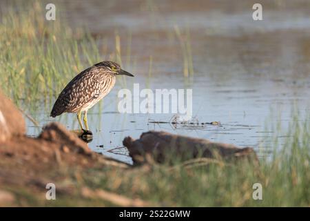 Un héron de nuit juvénile (rufous) perché est perché sur une zone de chasse préférée sur un billabong en fin d'après-midi alors que le soleil se couche. Banque D'Images