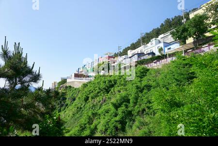 Maisons colorées descendant une colline luxuriante dans le village culturel huinnyeoul, busan Banque D'Images