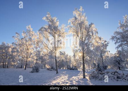 Soleil brille à travers la cime glaciale des arbres par une froide journée d'hiver Banque D'Images