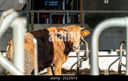 Gros plan d'une vache brune debout dans une grange ensoleillée, mettant en valeur la vie agricole rustique et les environnements agricoles. Banque D'Images