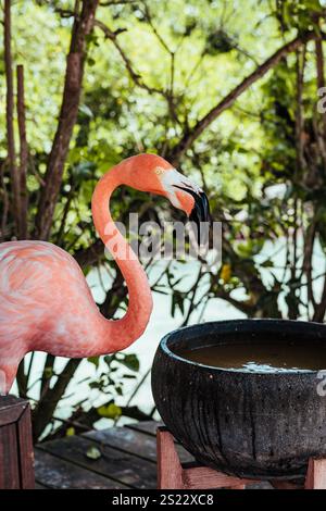 Un flamant rose sur Flamingo Beach, Aruba Banque D'Images