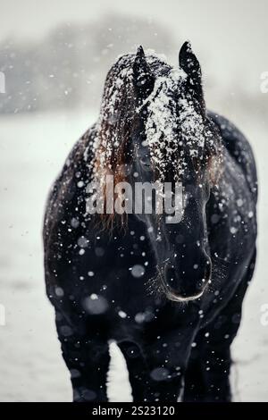 Black Friesian Horse dans un champ enneigé Banque D'Images