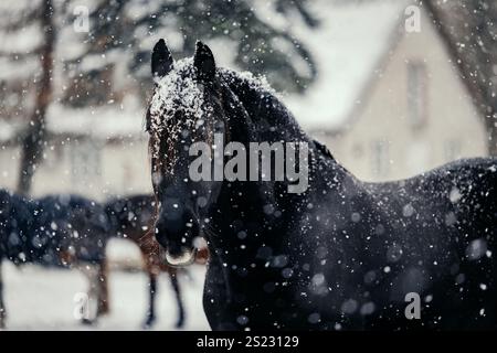 Black Friesian Horse par temps de neige avec maison en arrière-plan Banque D'Images