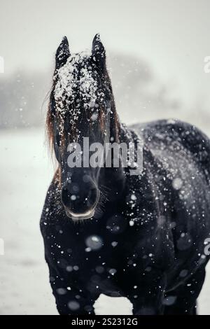 Cheval frison noir couvert de neige Banque D'Images