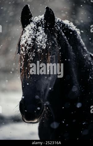 Cheval frison noir avec flocons de neige en hiver Banque D'Images