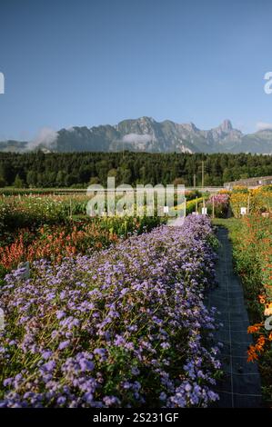 Fleurs de fil violet fleurissant devant les alpes suisses Banque D'Images