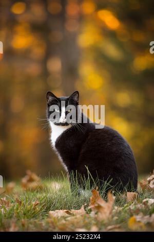 Chat domestique Tuxedo Shorthair assis dans l'herbe un jour d'automne Banque D'Images