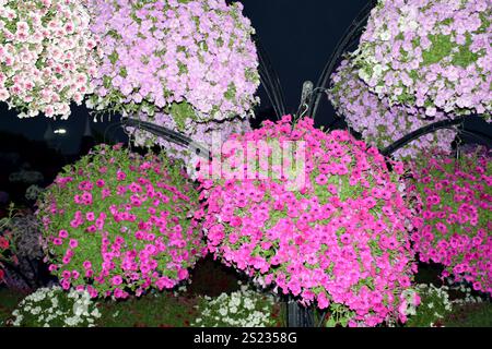 Des fleurs vibrantes, des expositions florales époustouflantes et une oasis colorée au Miracle Garden de Dubaï, présentant des millions de fleurs dans des arrangements à couper le souffle. Banque D'Images