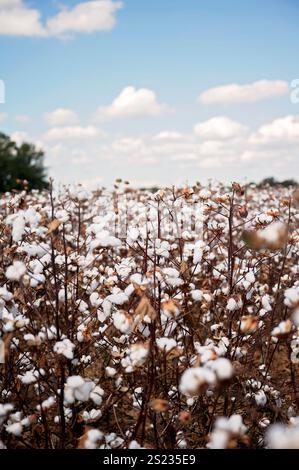 Plants de coton avec des bornes blanches moelleuses sous un ciel bleu clair Banque D'Images