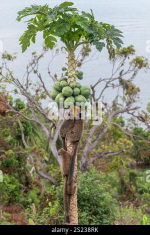 Lémuriens bruns (makis) sur un papaye à Mayotte, mettant en valeur le comportement naturel et la faune vibrante de l'océan Indien. Banque D'Images