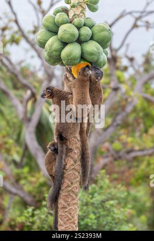 Lémuriens bruns (makis) sur un papaye à Mayotte, mettant en valeur le comportement naturel et la faune vibrante de l'océan Indien. Banque D'Images