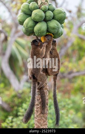 Lémuriens bruns (makis) sur un papaye à Mayotte, mettant en valeur le comportement naturel et la faune vibrante de l'océan Indien. Banque D'Images