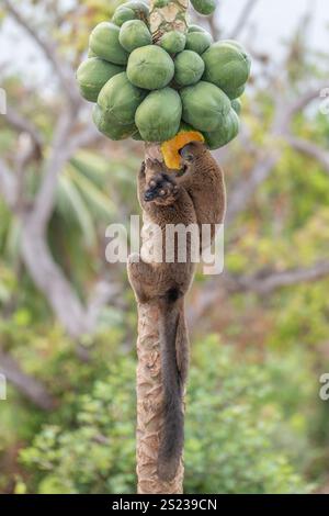 Lémuriens bruns (makis) sur un papaye à Mayotte, mettant en valeur le comportement naturel et la faune vibrante de l'océan Indien. Banque D'Images