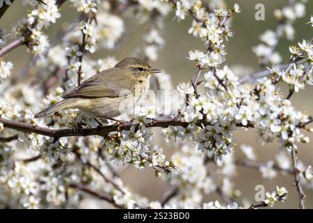 - Willow Warbler Phylloscopus trochilus Banque D'Images