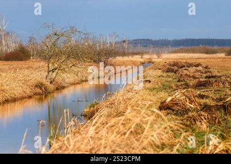 Bad Buchau, Allemagne. 06 janvier 2025. Les herbes sont éclairées par le soleil dans la lande Federsee. Crédit : Thomas Warnack/dpa/Alamy Live News Banque D'Images