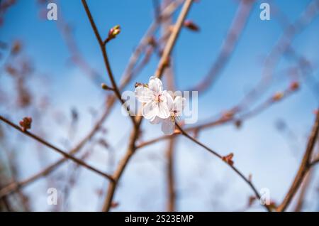 Gros plan d'une fleur de cerisier unique en fleur, entourée de branches et de bourgeons flous, face à un ciel bleu clair. Parfait pour le printemps Banque D'Images