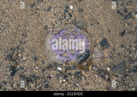 Méduse lunaire : Aurelia aurita. Coincé sur la plage. Cornwall, Royaume-Uni Banque D'Images